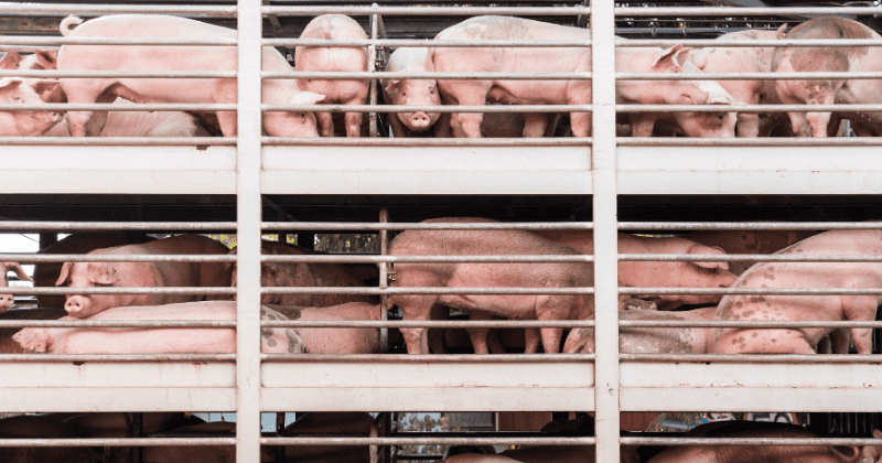 Legal wildlife trade in the US stokes risk of another coronavirus-like pandemic in the country, warn experts