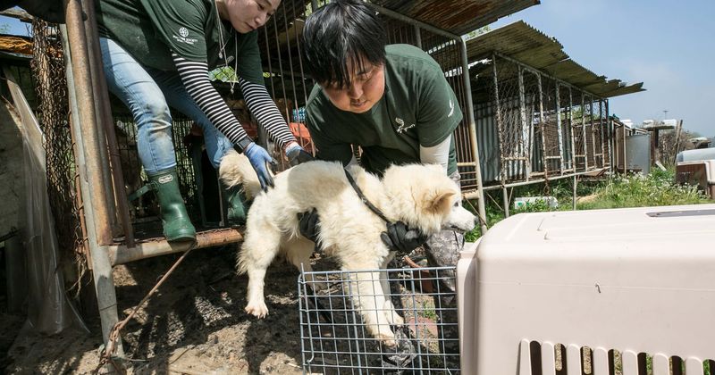 Horror discovery of over 70 dogs at meat farm shows people haven't stopped eating puppers despite pandemic