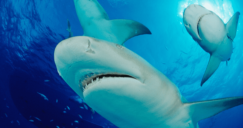 Brave surfer survives shark attack by punching it in the face twice, footage shows it continued to follow him