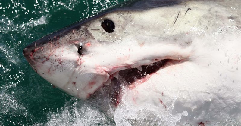 California surfer, 26, mauled to death by shark after he hit a closed beach ignoring lockdown rules