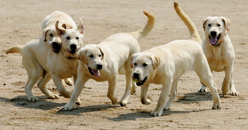 Dead dog, her puppies found suffocated and decomposing in bag dumped in Las Vegas park