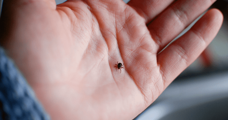 Lyme Disease Awareness Month: All you need to know about tick-borne infection impacting 300k Americans each year