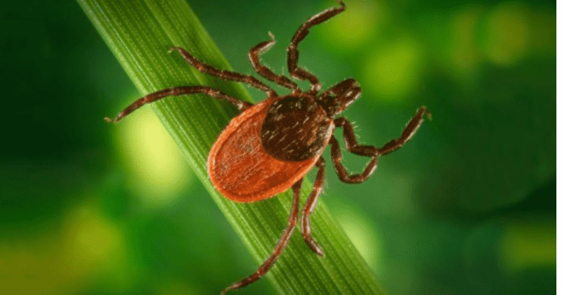 Lyme Disease Awareness Month: New model identifies 162 US counties where tick-borne illness is likely to emerge