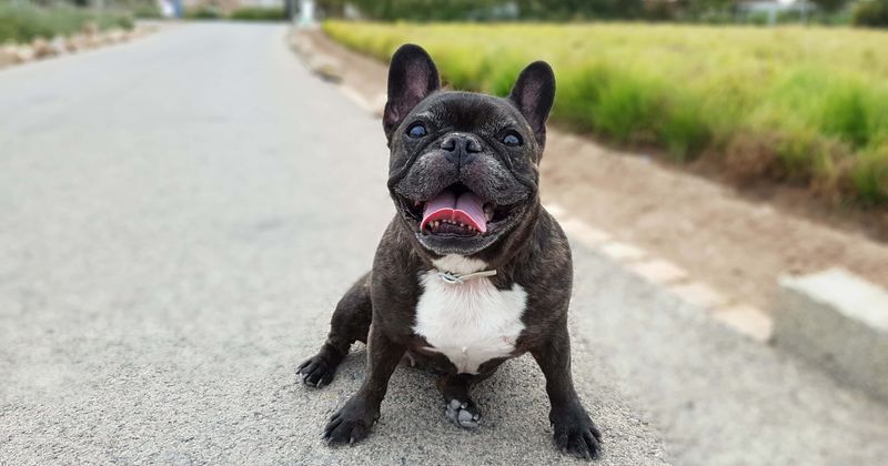 Illinois woman, 52, mauled to death by her own French Bulldog in 'vicious' attack inside her home