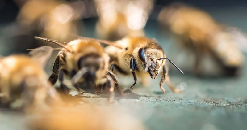 Owners horrified as 'aggressive' bees swarm and kill three dogs in Arizona, fire officials issue warning