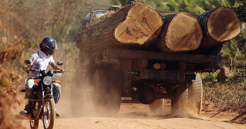 Deforestation in Amazon has increased by 55% from a year ago despite pandemic, shows analysis
