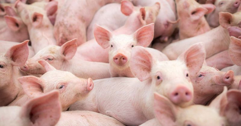 Disturbing photos show mounds of carcasses as US meat farms are forced to kill millions of pigs amid pandemic