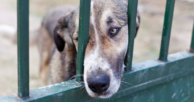 Oklahoma woman dumps dog while it's in labor, spits on it and tells rescuers 'she ain't worth it'