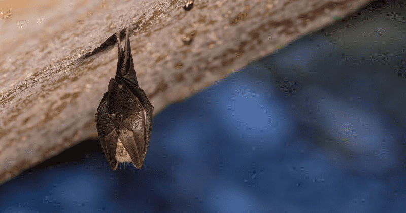 Chinese horseshoe bat is natural host to coronaviruses causing Covid-19 and SARS in 'evolutionary arms race'