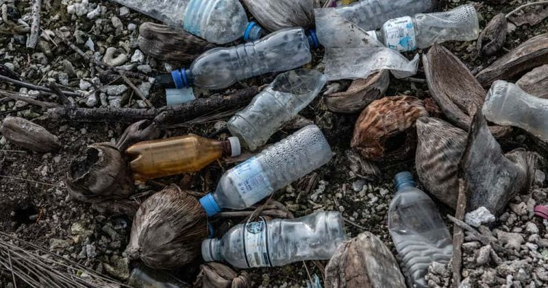 Bye-bye plastic? Coca-Cola and Carlsberg to produce all-plant bottles that decompose in just a year