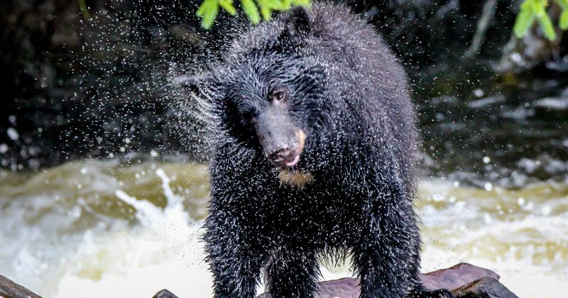 Horrific video shows drunk man breaking into bear enclosure at zoo and trying to fight and drown the animal