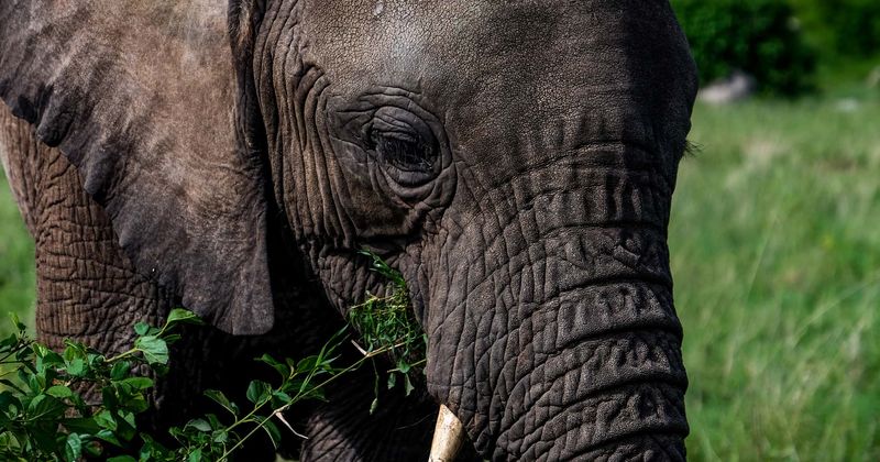 Cher overjoyed after elephant Kaavan, beaten and tormented for 35 years, is ordered to be released by court
