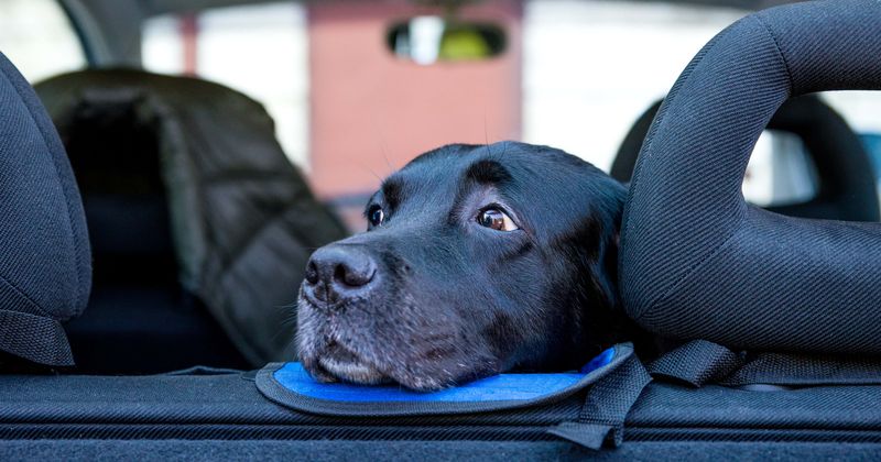 Distressed dog found panting in parked car on hot day rescued by passersby who managed to give it some water