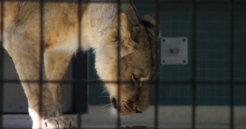 Worst zoo threatens to kill all its 300 animals as it is running out of money to feed them amid pandemic