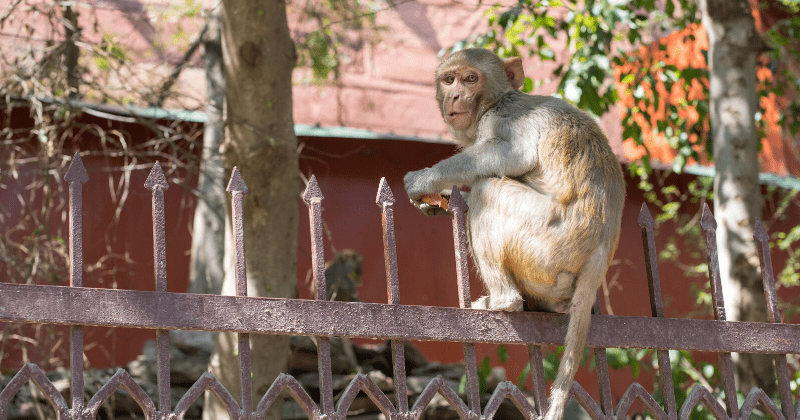 Monkeys steal blood samples of three coronavirus patients from lab worker, eat surgical gloves