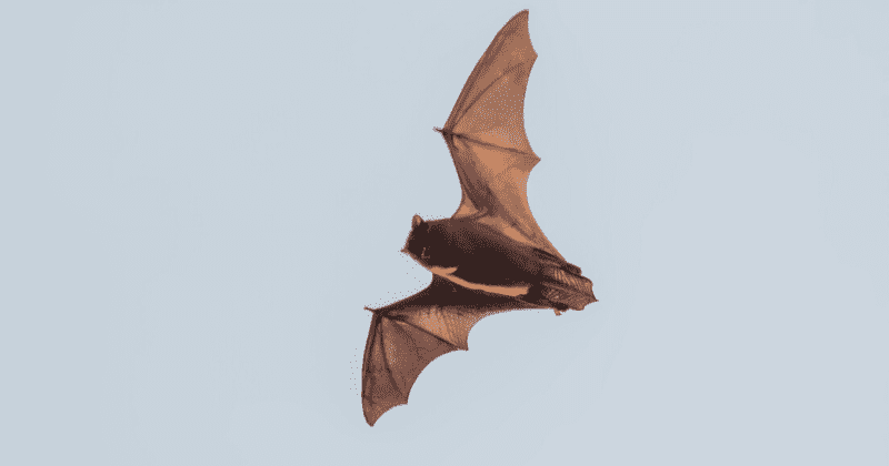 Coronavirus may have originated from horseshoe bat, says NIH-halted study as it calls for more samples from China