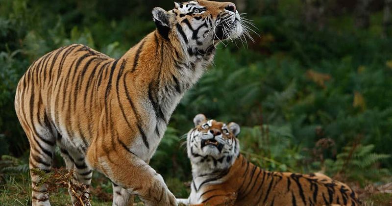 Sixth mass extinction picks up pace, threatening to wipe out over 500 species in next 20 years
