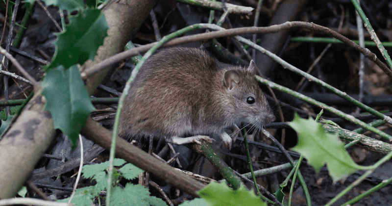 Most protected areas face risk of invasion by alien animal species living less than 10 kms away, finds study