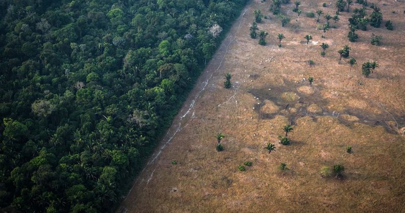 Climate change transforming forests worldwide, leading to increase in shorter and younger trees: Study