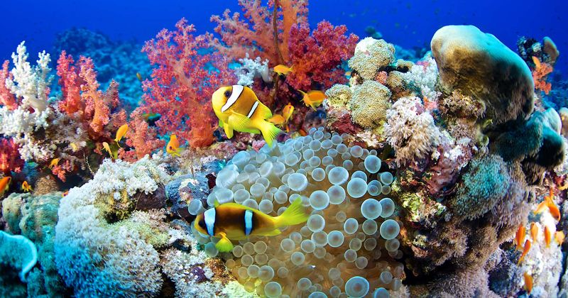 'Good' probiotic bacteria could save the endangered Great Barrier Coral Reefs, researchers claim