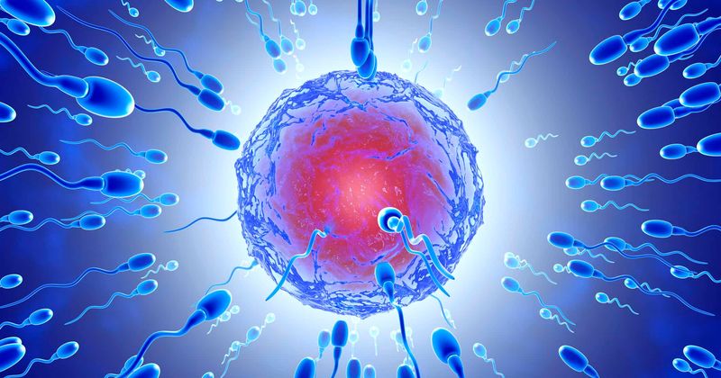Human eggs make their own 'choices', prefer some men's sperm over others: Study