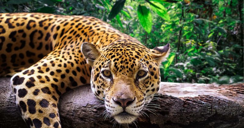 Jaguar poaching has increased 200-fold in the last 5 years, study shows as Chinese demands for big cats rises