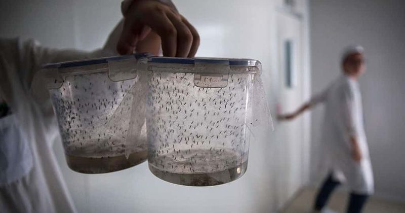 Florida's 'Jurassic Park experiment' to release genetically modified male mosquitoes to control dengue, zika