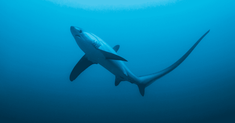 7-foot thresher shark spotted at Rockaway Beach just days before NYC reopens beaches for swimming