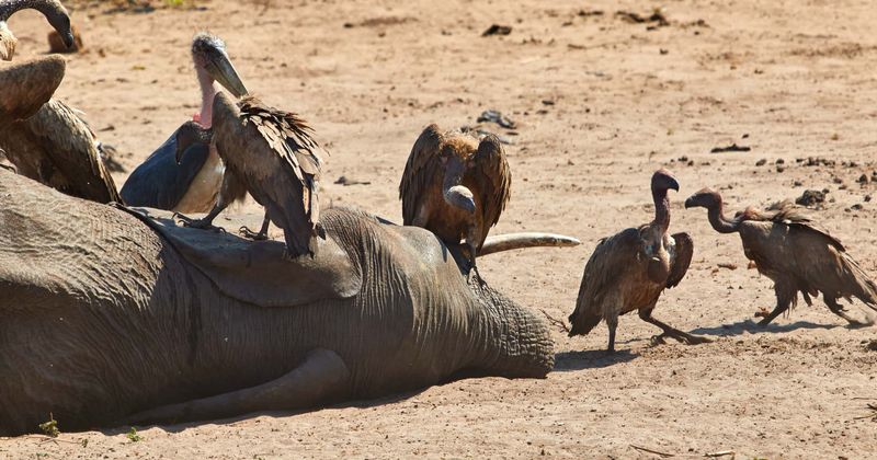 Over 350 elephants die mysteriously in Africa's Botswana, poisoning or an unknown pathogen could be culprits