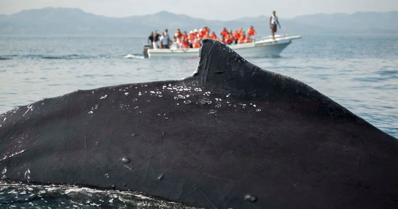 Humpback whales' swimming speed, feeding and resting behaviors disrupted by loud tourist boats: Study