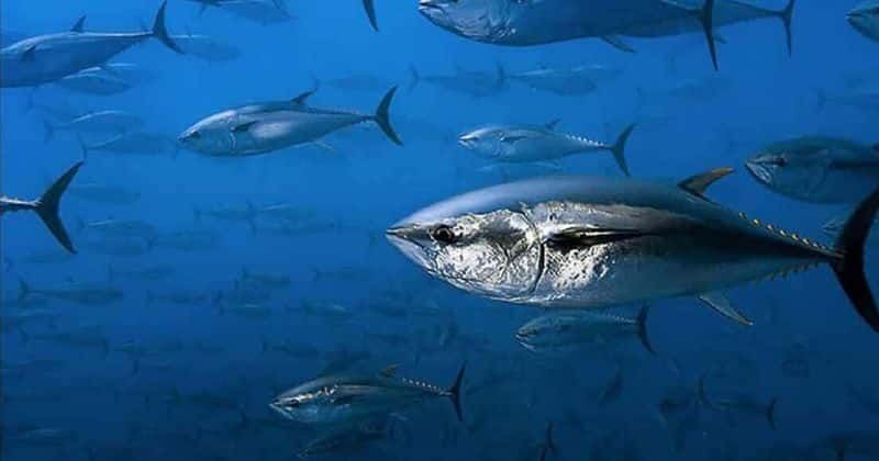 'Wicked Tuna: Outer Banks': Pinwheel catches up with the other teams after hauling in a big bluefin tuna