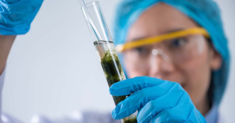 Microalgae rich in omega-3 fatty acids could act as an environment-friendly alternative to fish: Study