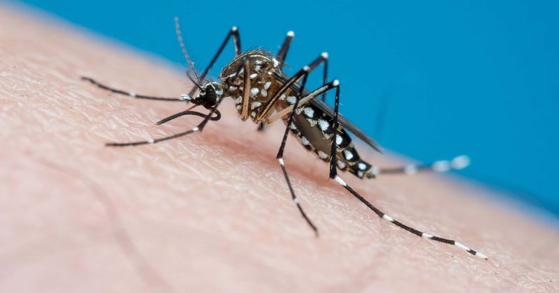 China confirms new case of dengue fever shortly after issuing health alert for bubonic plague infection
