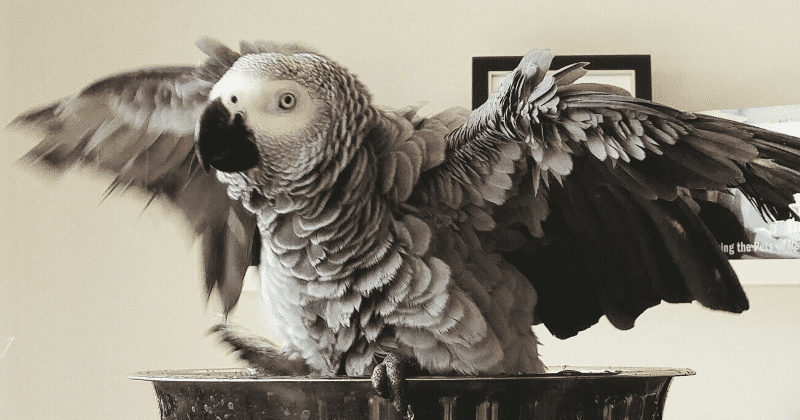 African grey parrot Griffin outsmarts 21 Harvard undergraduate students and children in a visual memory test