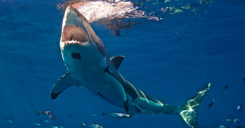 15-year-old surfer dies in violent shark attack, suffered deep bites on both legs as family watched from beach