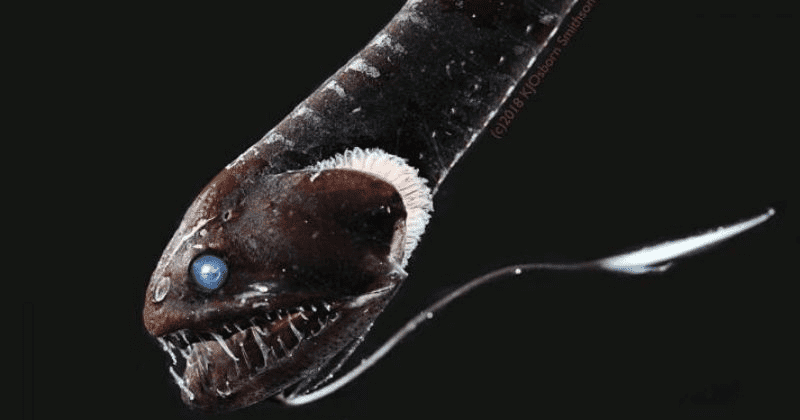 Fish with ultra-black skin that can swim undetected could help design better cameras, telescopes, says study