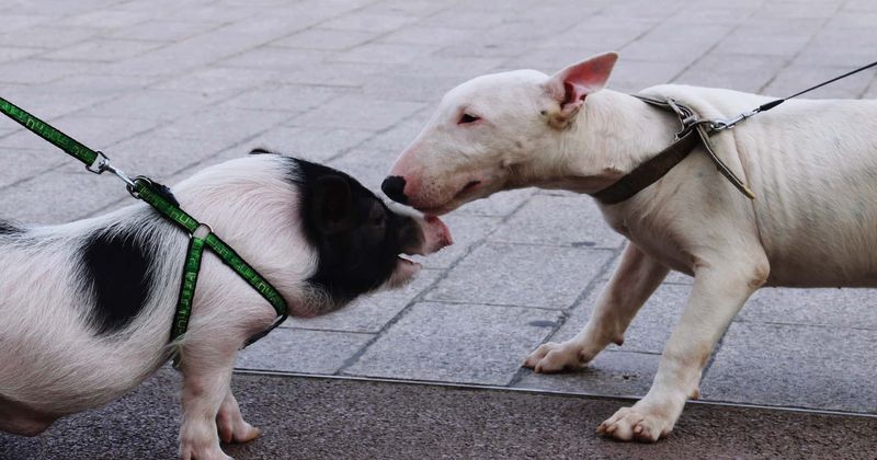 Pigs solve problems independently while dogs are cooperative and dependant on humans: Study
