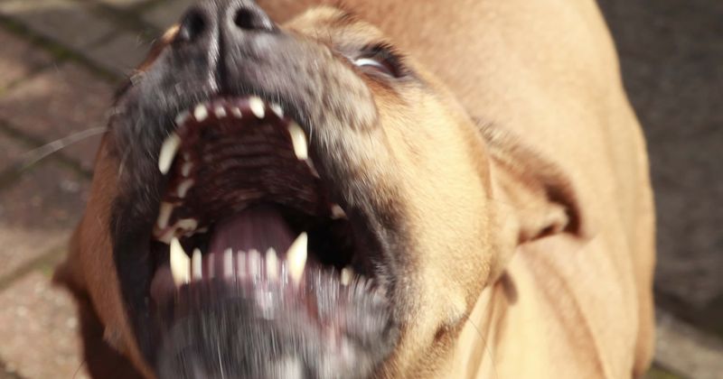 Pitbull-type family dog mauls 15-month-old baby girl to death, injures two kin who tried to prevent attack