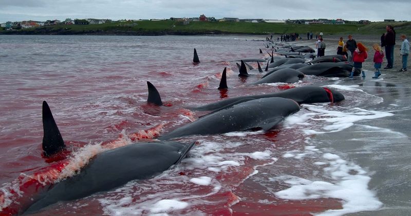 Activists call for ban on 1,000-year-old whale slaughter tradition as 'insane blood sport' turns seas red
