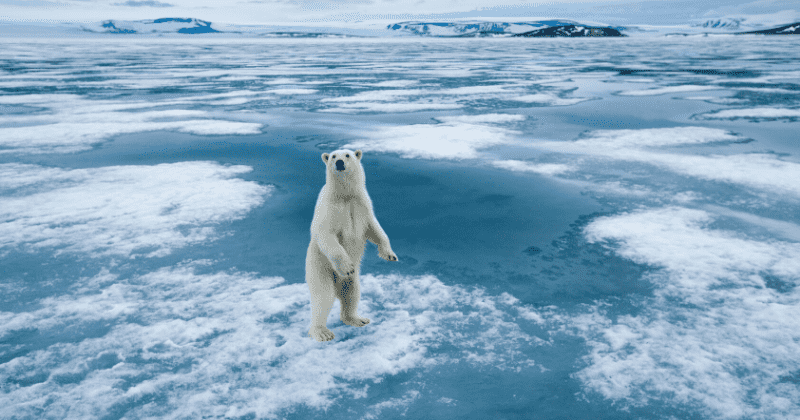 Polar bears could disappear by 2100 due to shrinking sea ice if climate change continues unchecked: Study