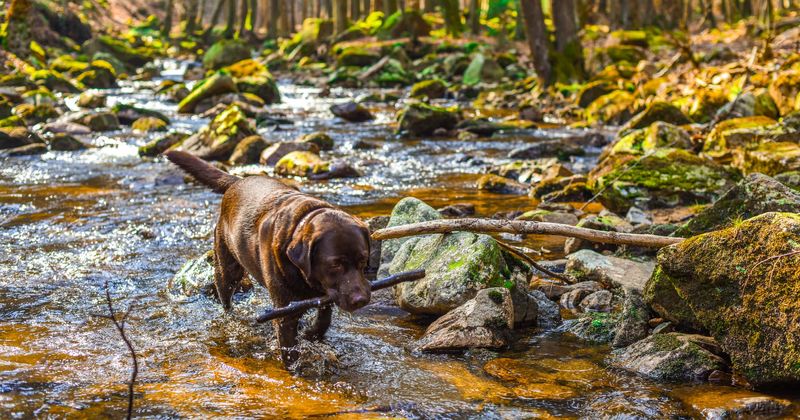 Dogs may be using magnetic field to navigate and find their way back home, suggests study