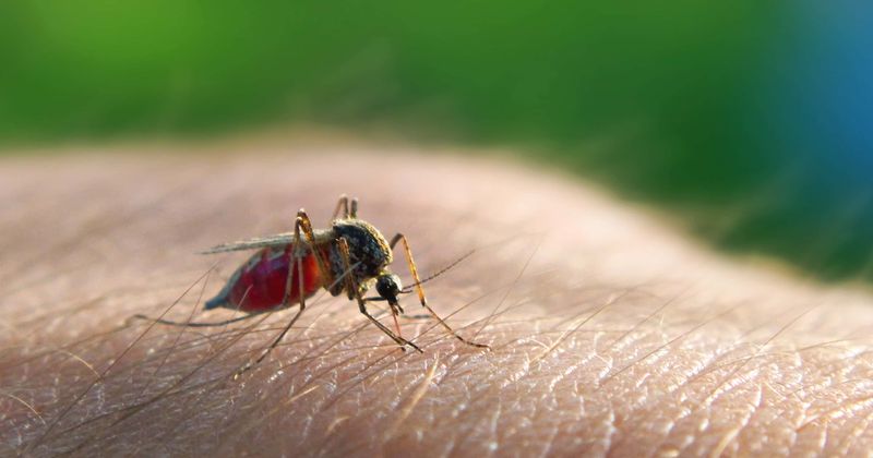 Dense human population and dry climate drove mosquitoes to develop an appetite for human blood: Study