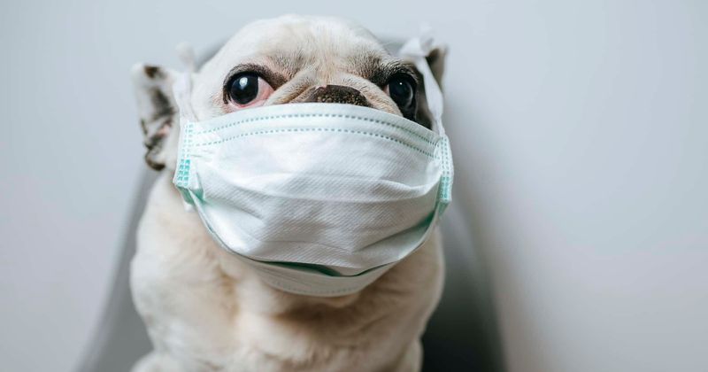 Putting masks on cats and dogs could prove fatal for them, experts warn against disturbing Instagram trend