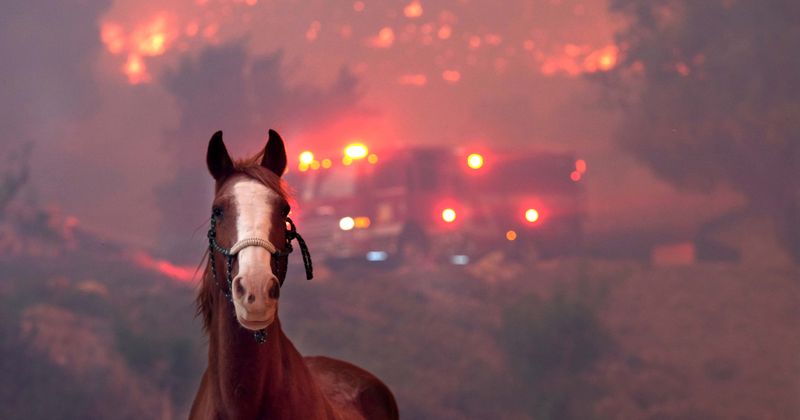 Saving Earth: How 2018 California wildfires impacted wildlife and what is being done to prevent further damage