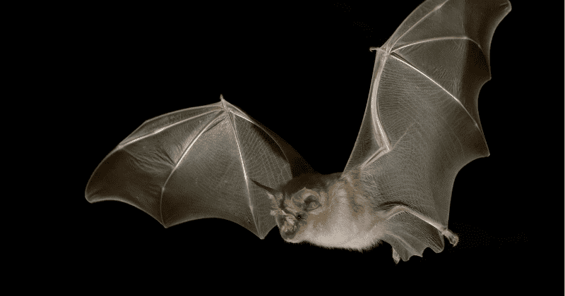Close relatives of virus that caused Covid-19 pandemic may have been circulating in bats for decades: Study