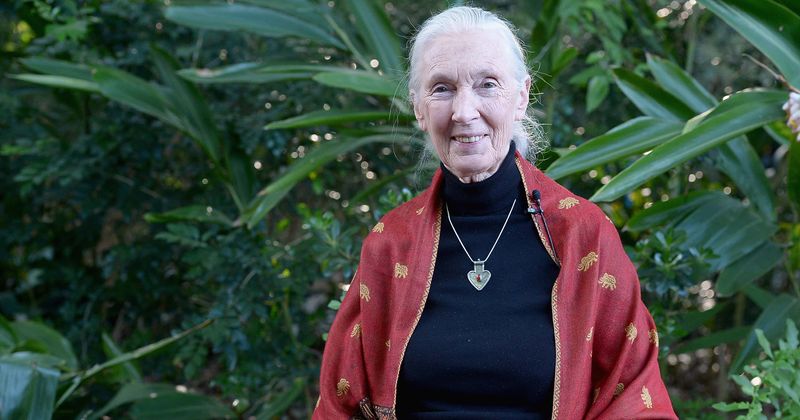 'Saving Earth': How Jane Goodall convinced National Institutes of Health to end biomedical testing in chimps