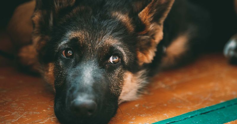 First dog to test positive for Covid-19 in US dies, doctors unsure if infection caused German Shepherd's death
