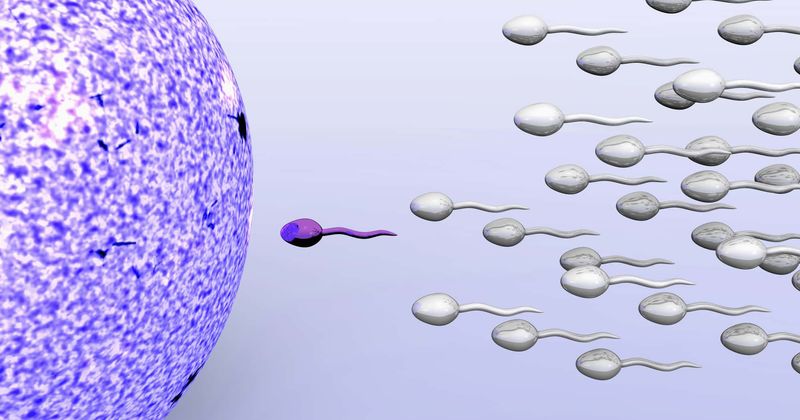 Sperms don't use eel-like swimming strategy to reach egg, says study that might help diagnose infertility
