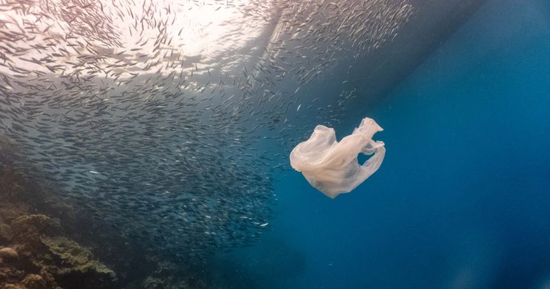 This tiny aquatic creature breaks down plastic into nano-sized bits and may transfer them into food chain: Study