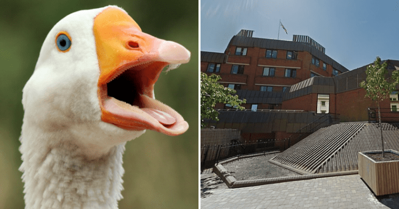 Electrician sacked after playing sex sounds on phone during council meeting, claims it was a 'goose honking'